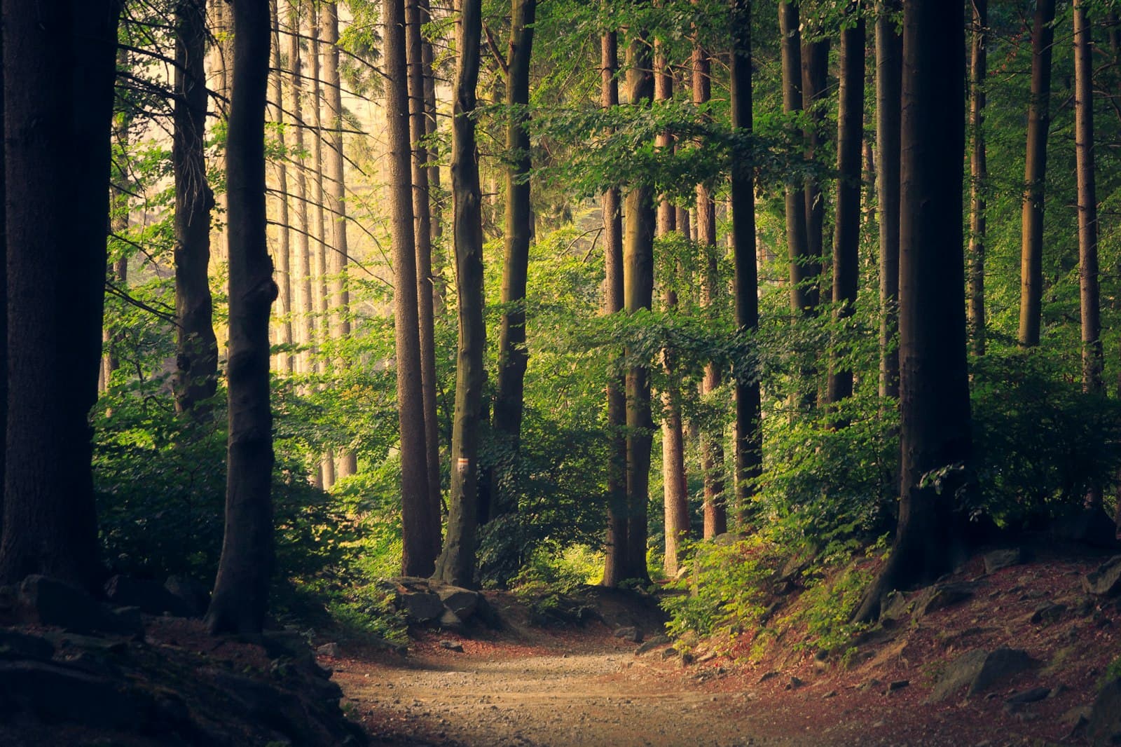 Tirthan Valley Slow Week