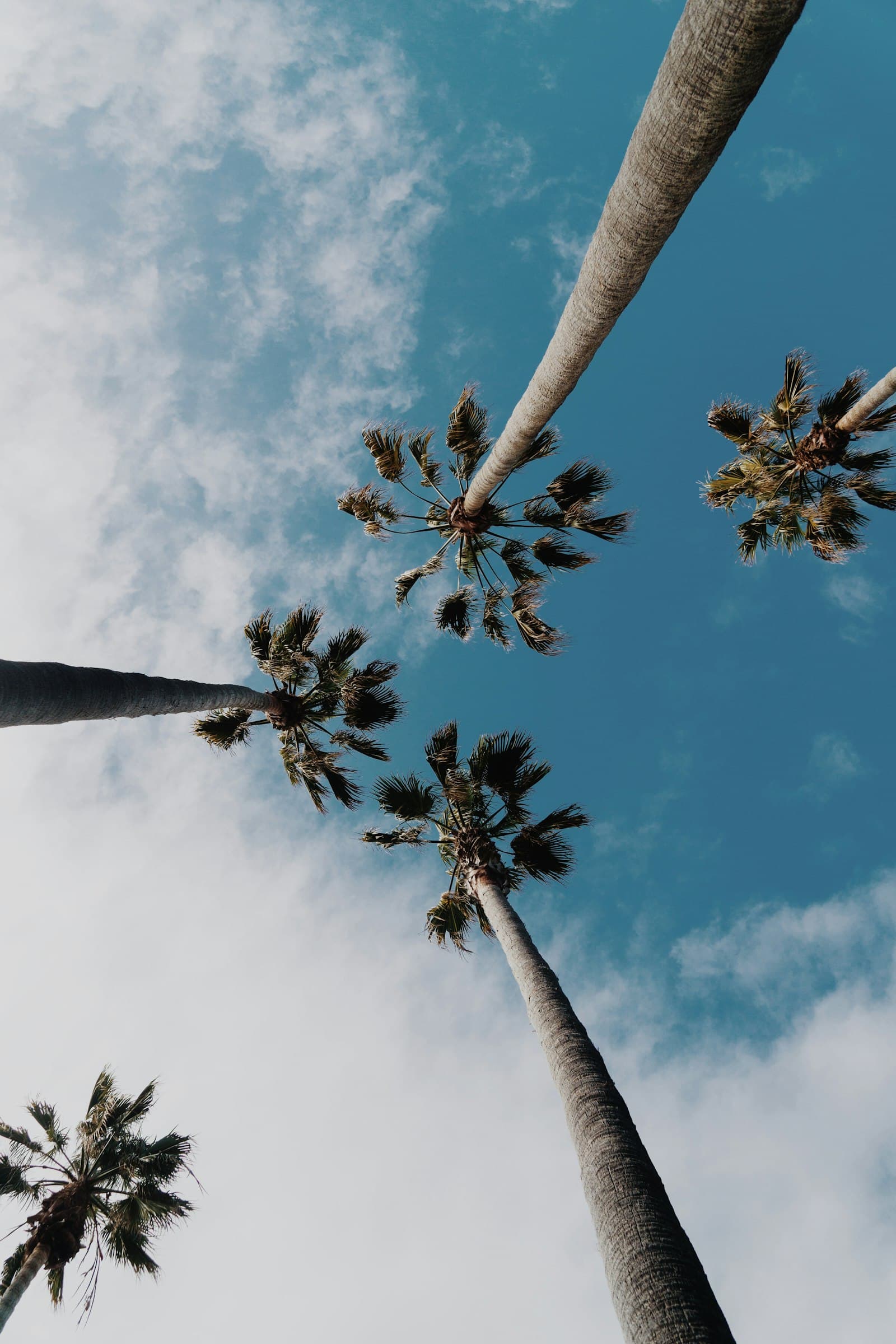Looking straight up through a canopy of palm fronds into a clear sky